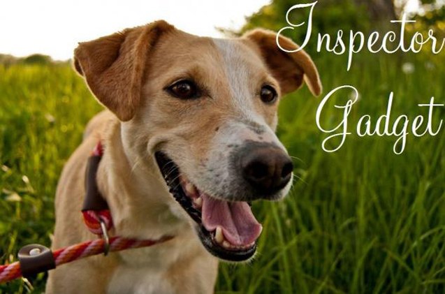 adoptable dog of the week 8211 inspector gadget