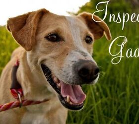 adoptable dog of the week inspector gadget