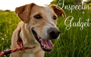 Adoptable Dog of the Week – Inspector Gadget