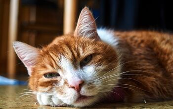 Feline Health: Symptoms You Shouldn’t Ignore