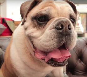 Top 5 Awesome Pet Videos of the Week