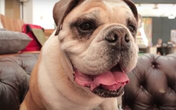 Top 5 Awesome Pet Videos of the Week