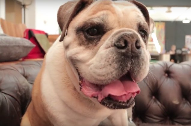 top 5 awesome pet videos of the week