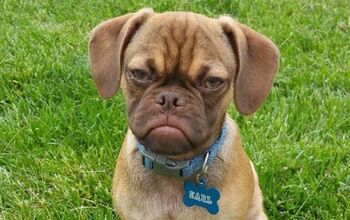13 Dogs Who Have Mastered the Art of Resting Bitch Face