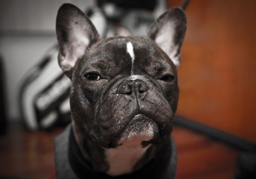13 dogs who have mastered the art of resting bitch face