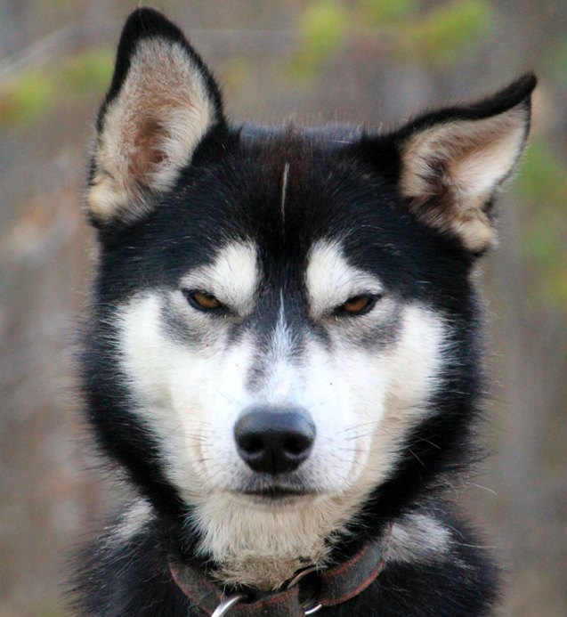 13 dogs who have mastered the art of resting bitch face