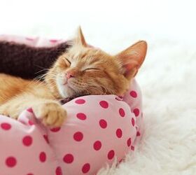 5 Cool Beds Your Cat Would Love to Nap In