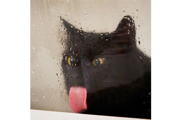 9 bizarre things cats love to lick