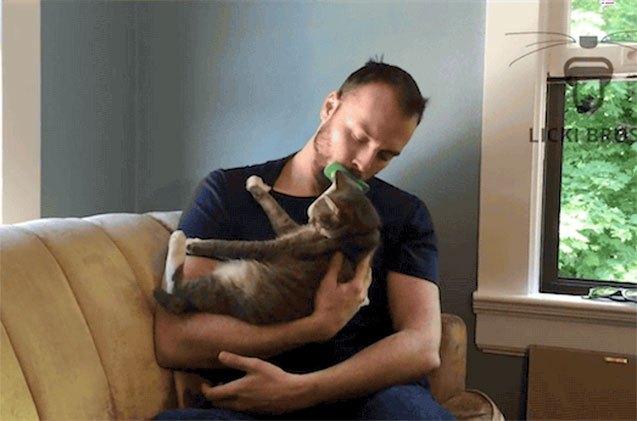 9 bizarre things cats love to lick