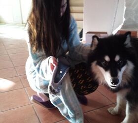 pup tastrophe averted by boyfriends dog chewed heels creation