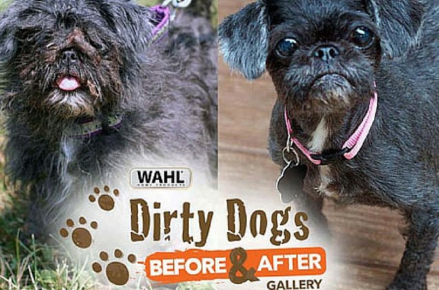 vote for your fave makeover in wahl 8217 s dirty dog before after contest