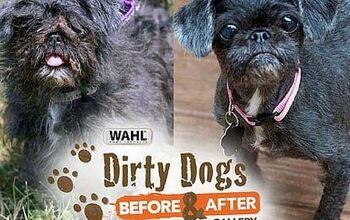 Vote For Your Fave Makeover in Wahl’s Dirty Dog Before & After Conte
