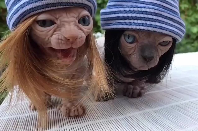 you down with c a t little sphynx embrace the thug life video