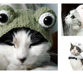 fabulous hats for fancy cats