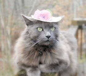 Fancy Hat Cat and Announcement! - Summer's Fabulous Cat Life