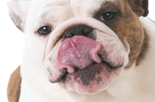 why feeding your dog liver is awesome