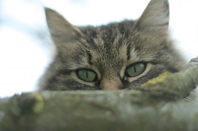 10 obvious signs that your cats out to get you