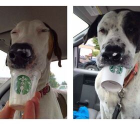 is starbucks dog friendly