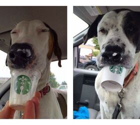 Shelter Dogs Enjoy a “Puppa Joe” at Starbucks