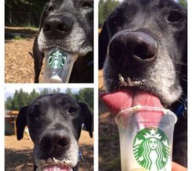 can you bring small dogs into starbucks