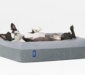 Casper’s New Luxury Mattress Lets Napping Dogs Lie | PetGuide