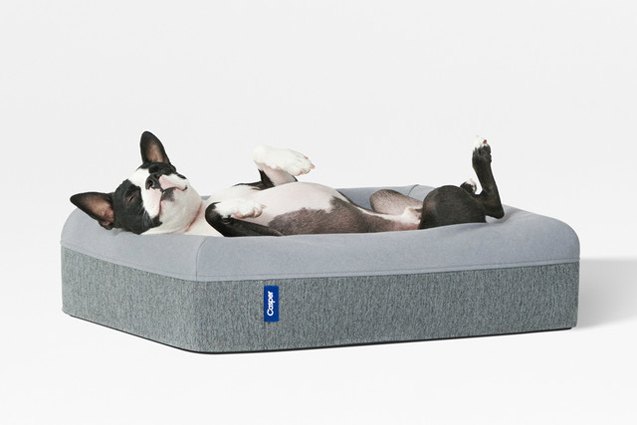 caspers new luxury mattress lets napping dogs lie