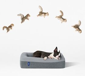 caspers new luxury mattress lets napping dogs lie
