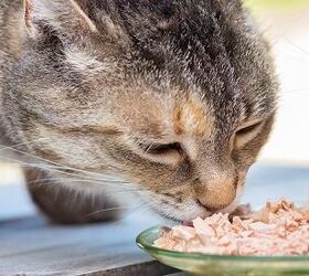 Should You Change Your Cat’s Food?