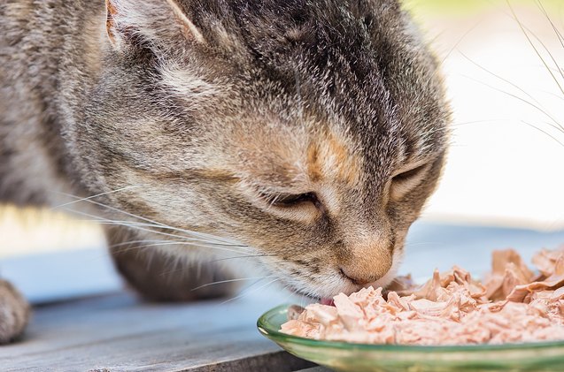 should you change your cats food