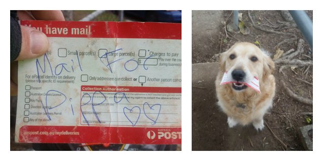 postal carrier 8217 s special delivery includes personalized pooch mail