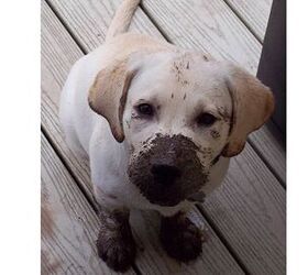15 hilarious dirty dogs who dont give a damn
