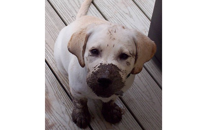 15 hilarious dirty dogs who dont give a damn
