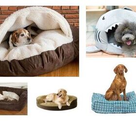 10 Best Beds For Dozy Dogs