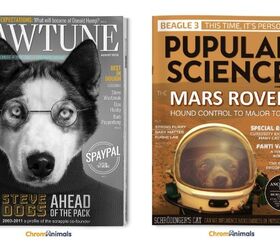 It’s Dogs From Cover to Cover on These Adorbs Magazine Mockups