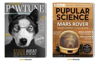 It’s Dogs From Cover to Cover on These Adorbs Magazine Mockups