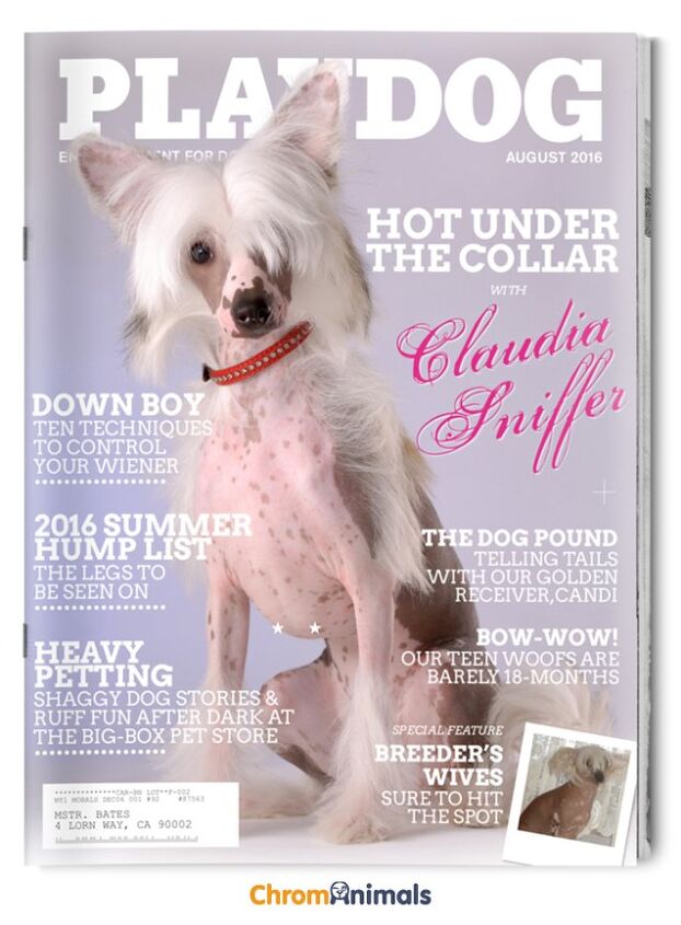 its dogs from cover to cover on these adorbs magazine mockups