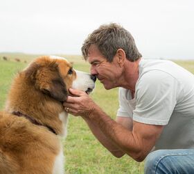 A Dog’s Purpose Trailer Will Have You Cutting Onions [Video]