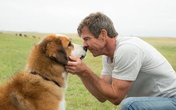 A Dog’s Purpose Trailer Will Have You Cutting Onions [Video]