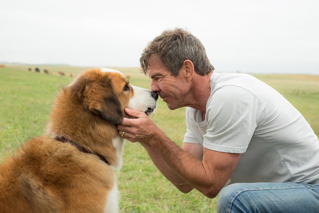 a dogs purpose trailer will have you cutting onions video