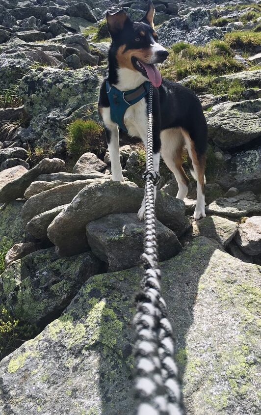 its a canine climb with the annual mutts on the mountain 5k