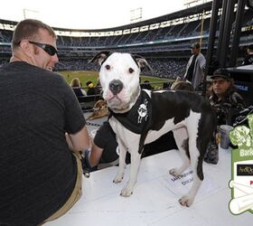 White Sox’s Bark at the Park Sets Out to Break a Guinness World Reco