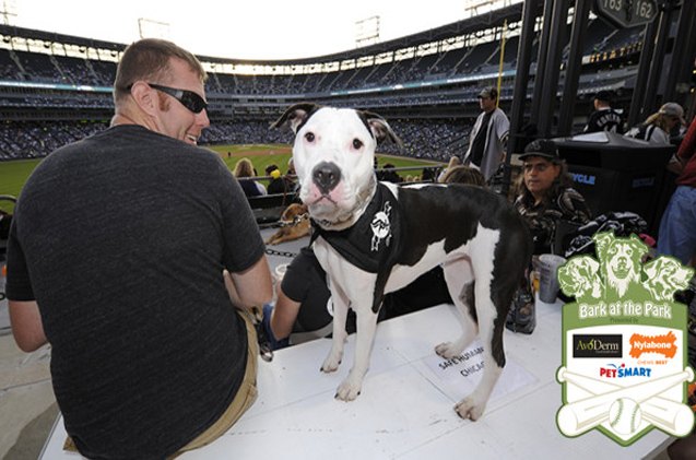white soxs bark at the park sets out to break a guinness world reco