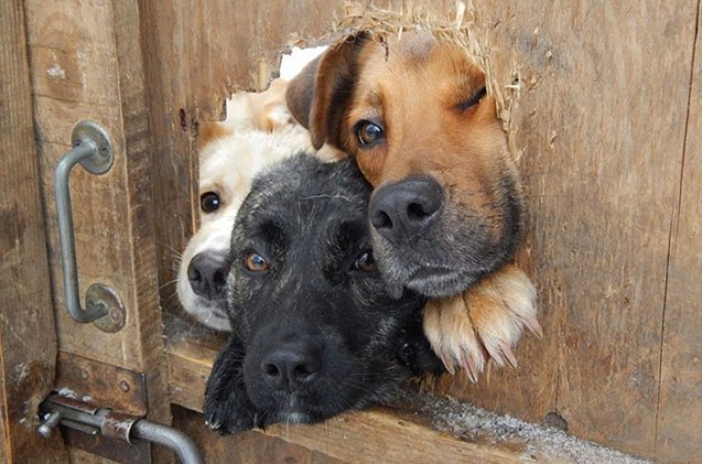 11 hilarious reasons why fences don 8217 t deter dogs