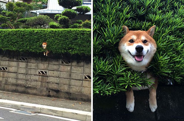 11 hilarious reasons why fences dont deter dogs