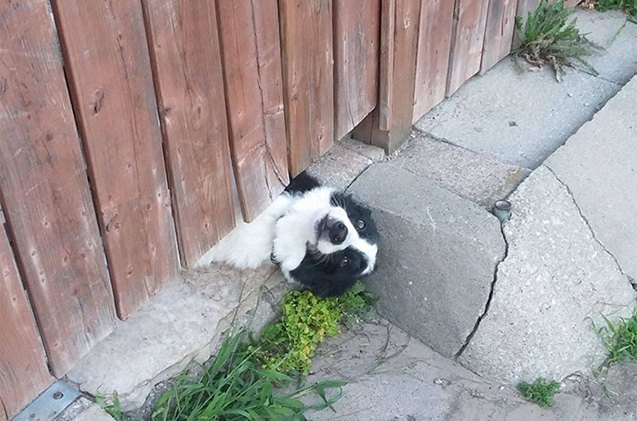 11 hilarious reasons why fences dont deter dogs