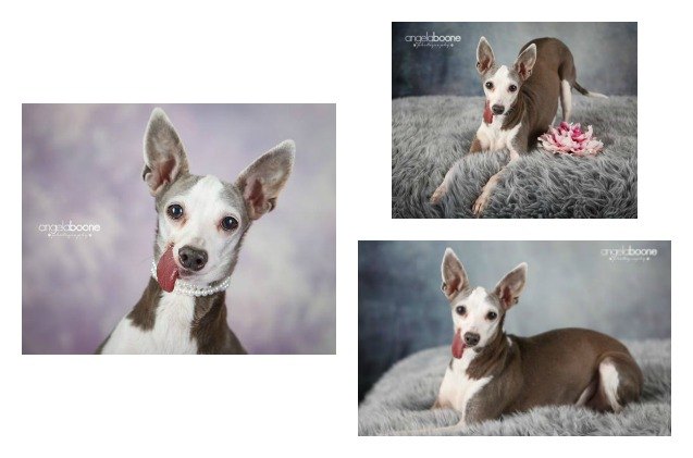 adoptable dog of the week 8211 clementine