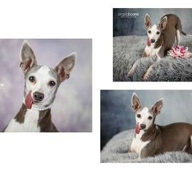 adoptable dog of the week clementine