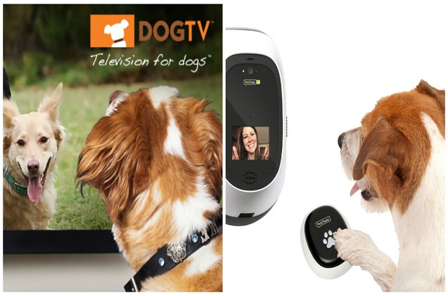 petchatz will offer 8216 paw per view 8217 by streaming dogtv