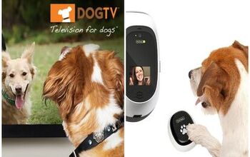 PetChatz Will Offer ‘Paw-Per-View’ by Streaming DOGTV