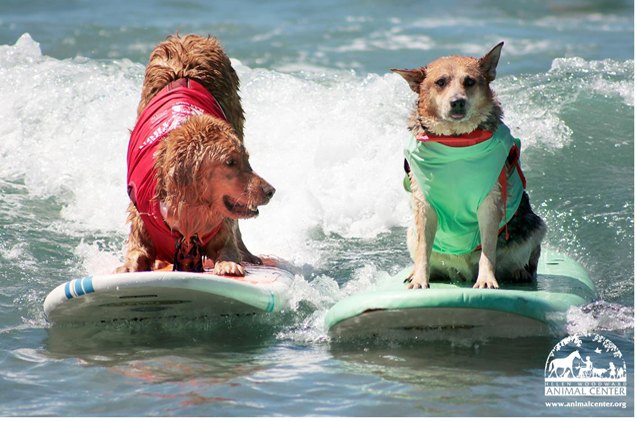 annual surf dog surf a thon celebrates america 8217 s heroes